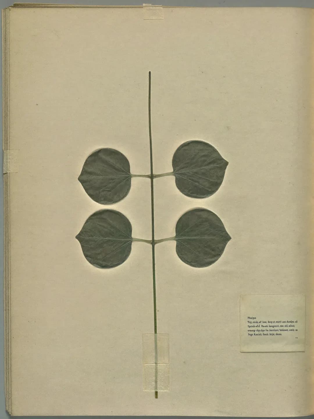 A pressed eucalyptus sprig with 4 round leaves on cream paper