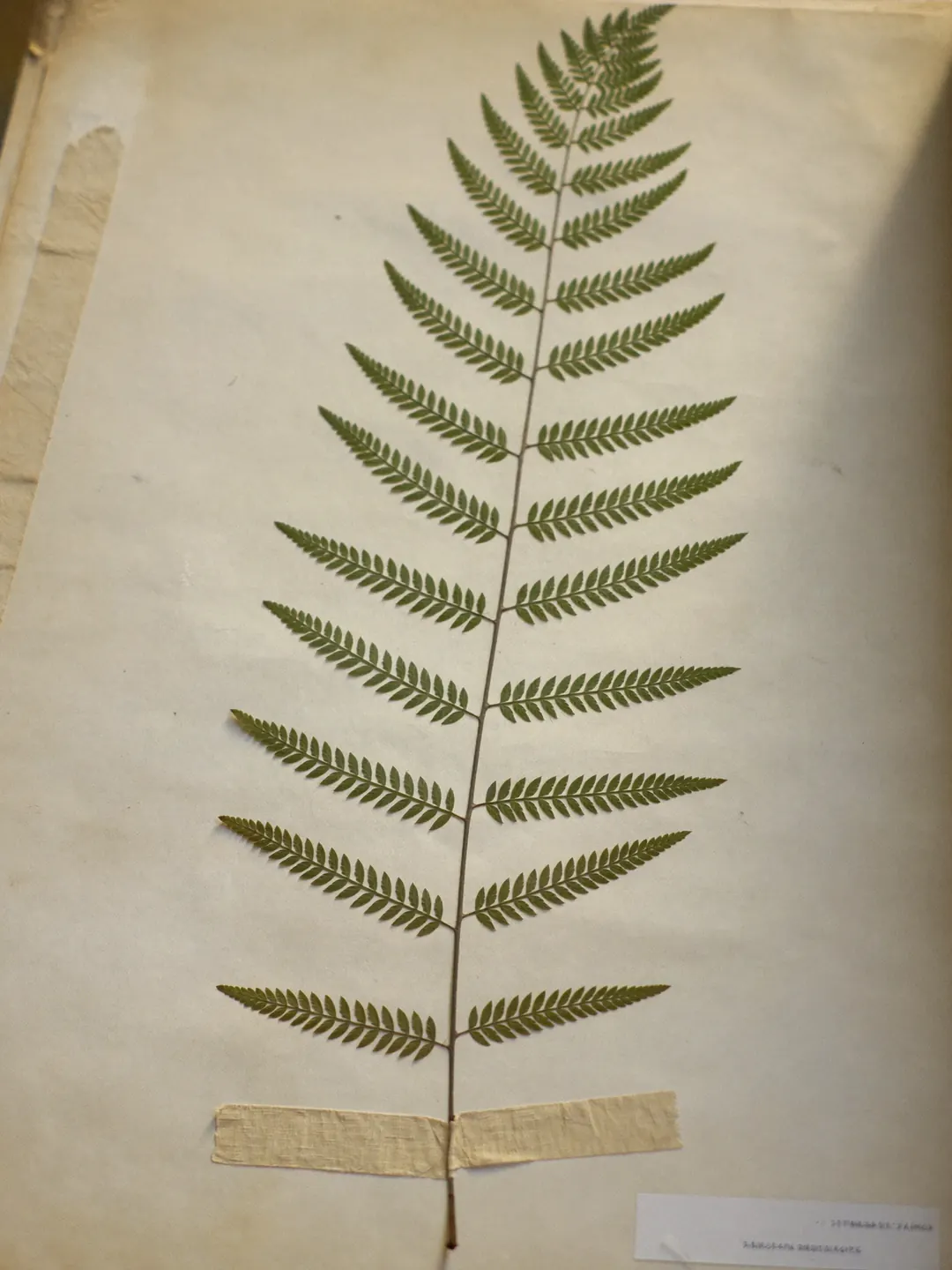 A pressed fern frond taped to cream herbarium paper