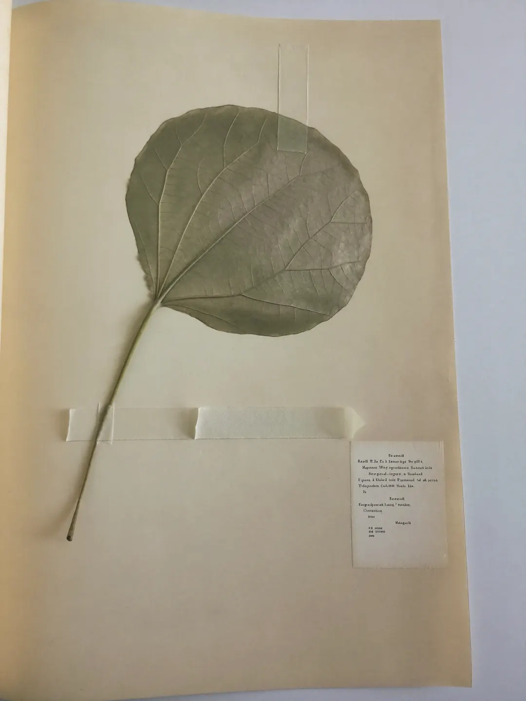 A pressed lady's mantle leaf on its stem, taped to cream paper