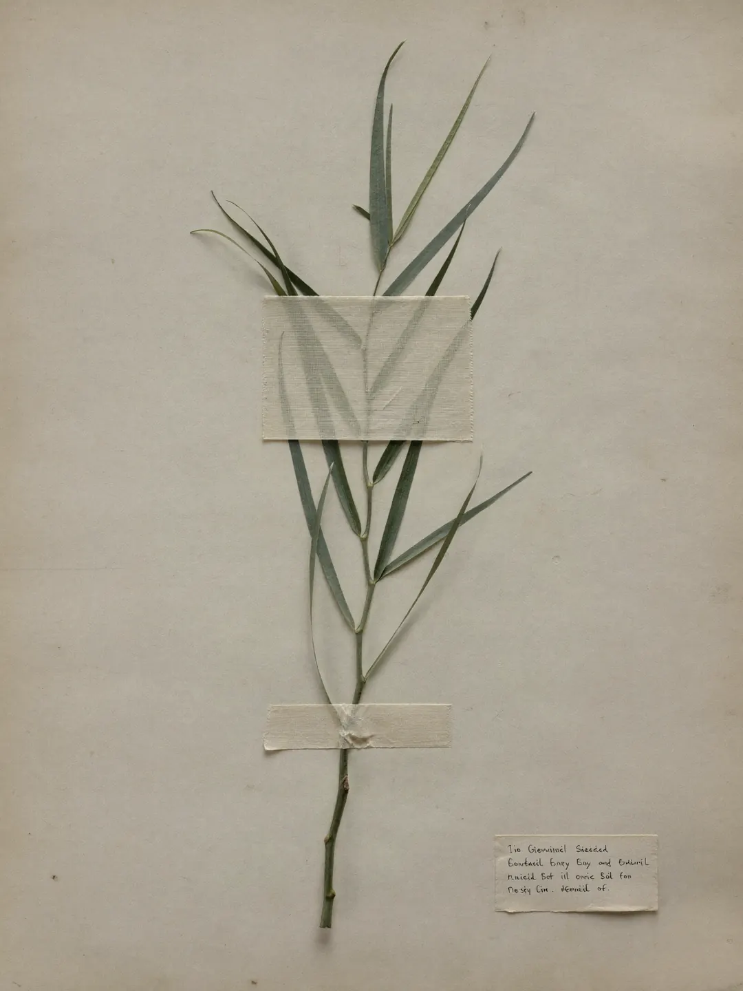 A pressed willow branchlet with narrow leaves on cream paper